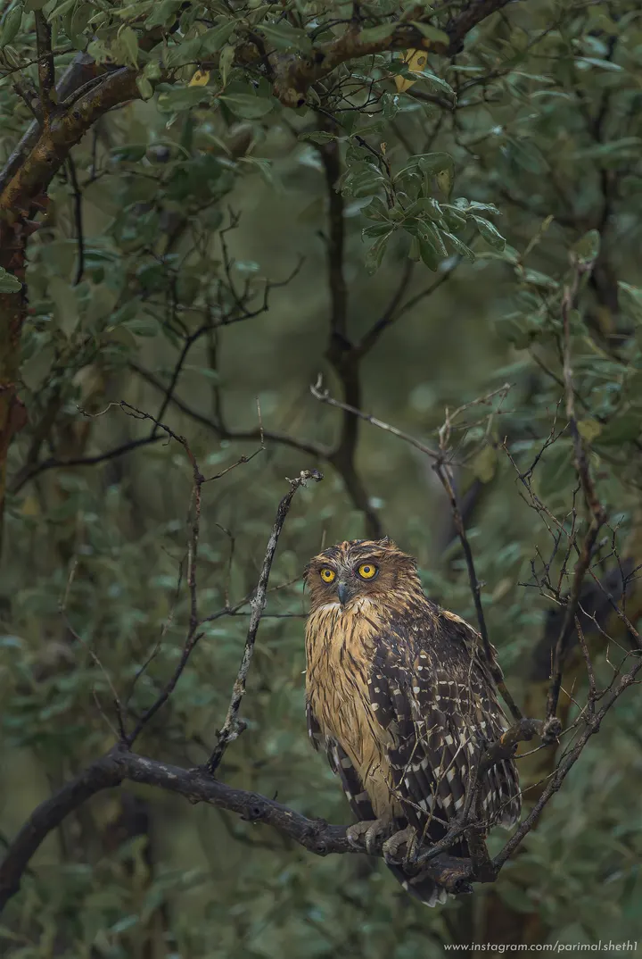 Brown fish owl with yellow eyes perched in dense mangrove foliage, Sundarbans, West Bengal.