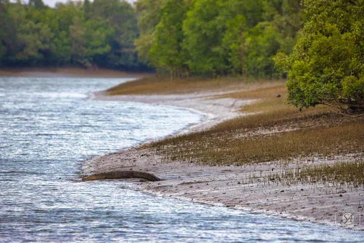 Aerial view of a crocodile on a Sundarbans mudflat beside a mangrove-lined creek.