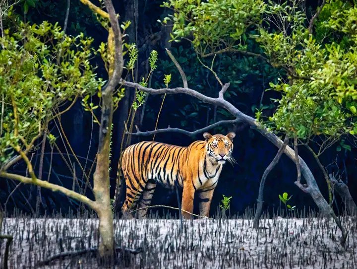 Royal Bengal tiger standing among pneumatophores and mangrove trunks in the Sundarbans, West Bengal.