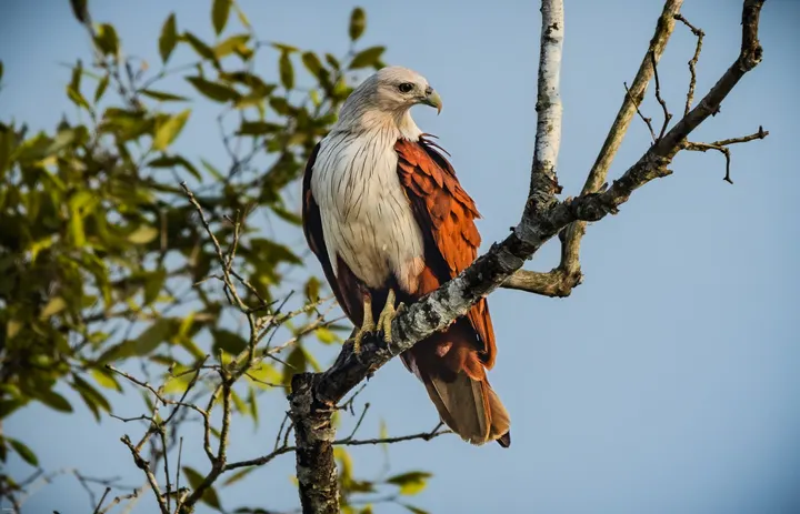 Brahminy kite with white head and chestnut wings perched on a branch in the Sundarbans.