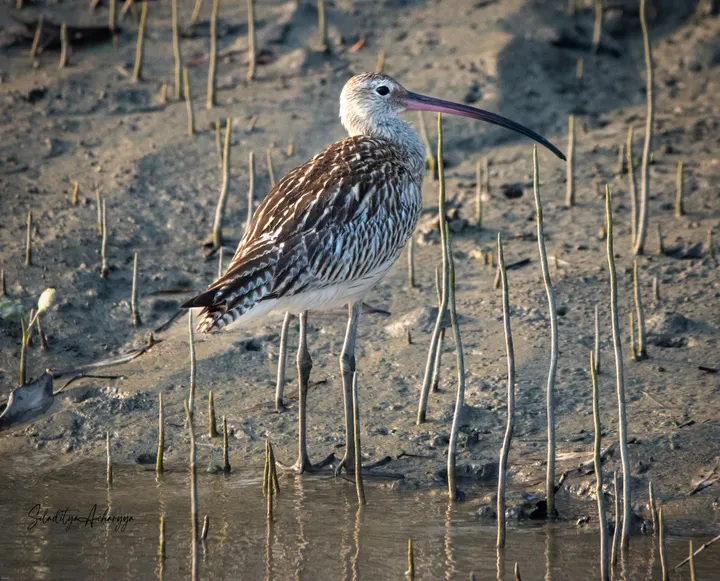 Eurasian curlew with long curved bill standing among mangrove pneumatophores at low tide, Sundarbans.