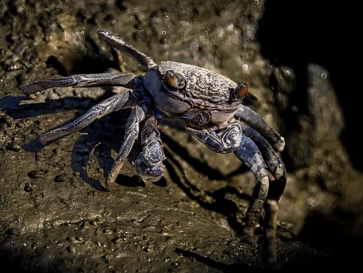 Mangrove mud crab on wet silt at low tide in the Indian Sundarbans delta.