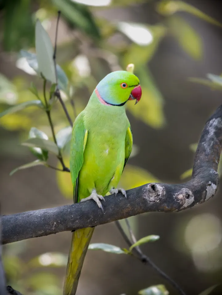 Rose-ringed parakeet with green plumage and red beak perched on a branch, Sundarbans.