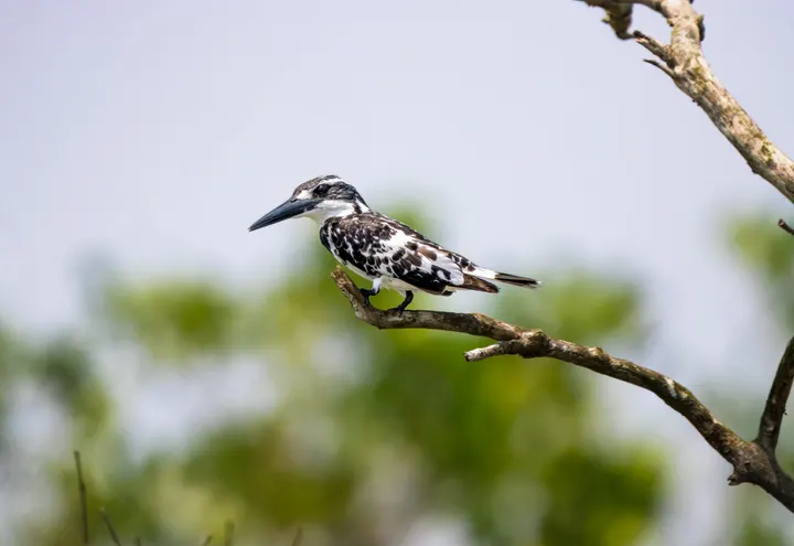 Pied kingfisher in black and white plumage perched on a branch, Indian Sundarbans.