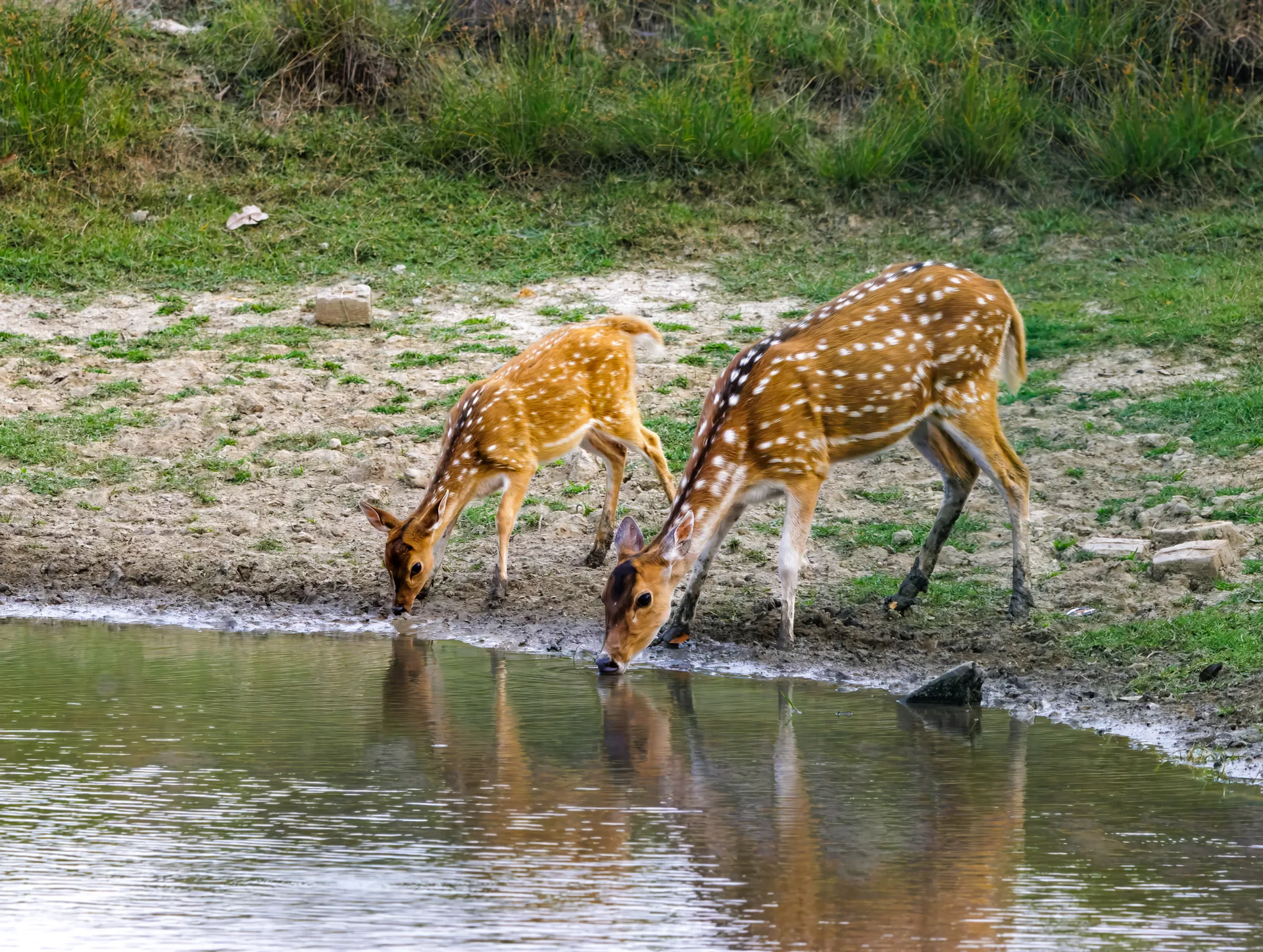 Spotted deer drinking at a muddy pond in the Sundarbans, West Bengal wildlife safari.