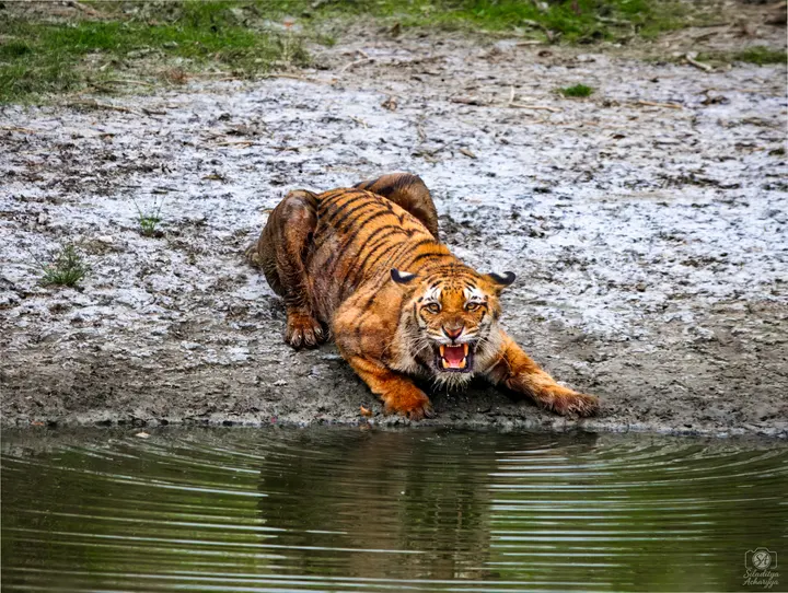 Royal Bengal tiger crouching and snarling on a muddy bank beside tidal water, Sundarbans.
