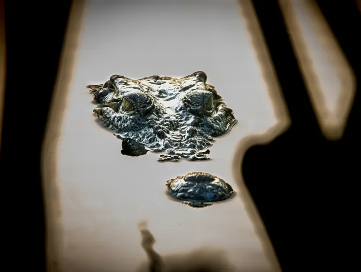 Close-up of estuarine crocodile eyes and snout at the water surface, Sundarbans river safari.