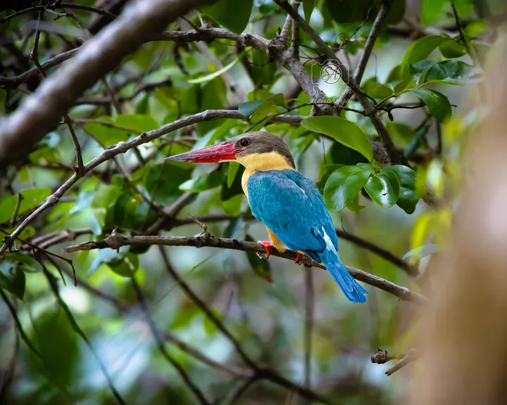 Stork-billed kingfisher with red bill and blue wings in Sundarbans mangrove forest.