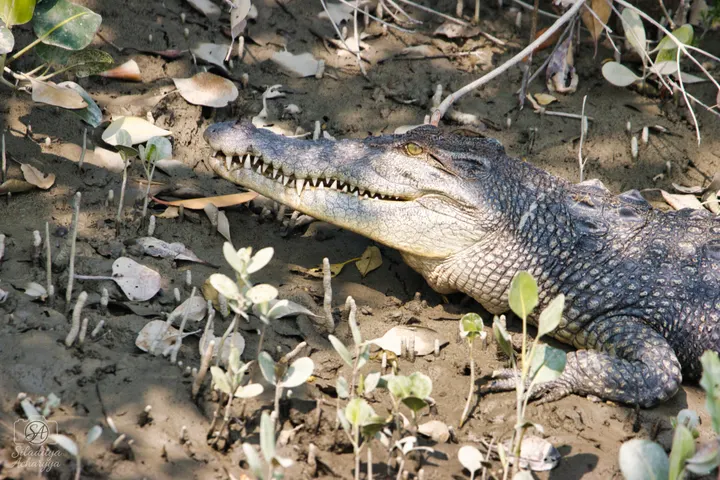 Close-up of estuarine crocodile on mud among mangrove pneumatophores, Sundarbans.