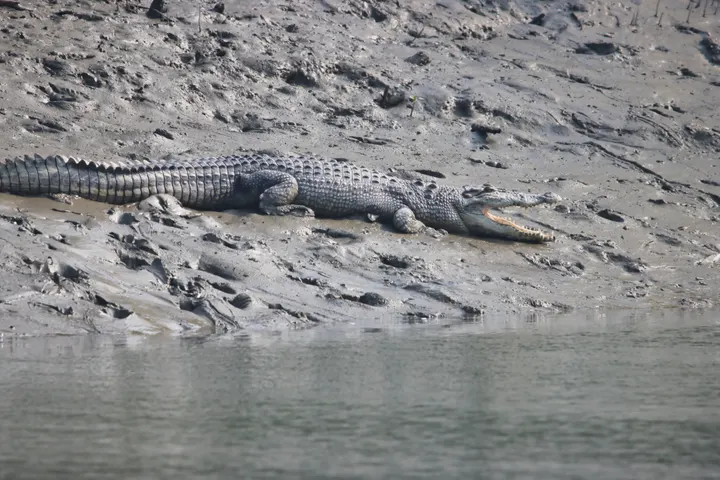 Estuarine crocodile basking with mouth open on a Sundarbans mudbank beside tidal water.