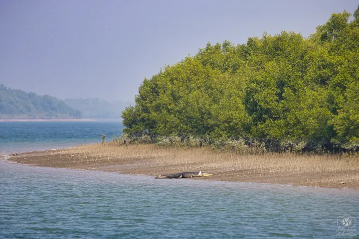 Saltwater crocodile on a muddy bank with dense green mangroves behind, Sundarbans boat route.
