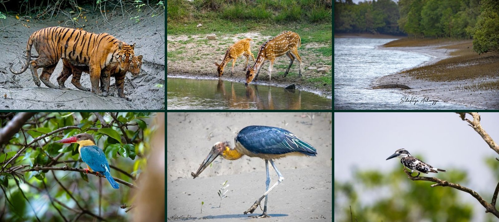 Six-panel field collage of Indian Sundarbans wildlife — Royal Bengal tiger, spotted deer, saltwater crocodile on a creek, stork-billed kingfisher, lesser adjutant stork, and pied kingfisher in mangrove habitat, West Bengal.